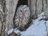 エゾフクロウ　Ural Owl