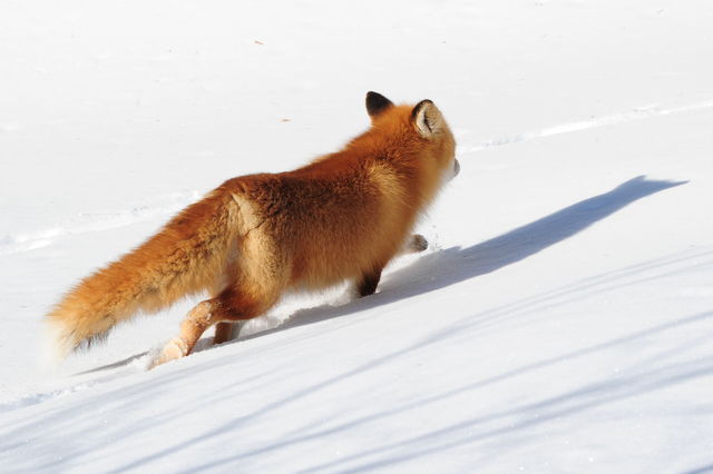 雪の中を走る狐