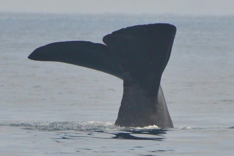 マッコウクジラ１　Sperm Whale