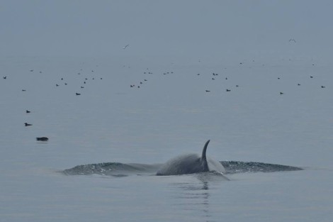 ミンククジラとハシボソミズナギトリMinke whale and short tailed shearwater
