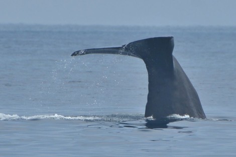 ミンククジラ２　Sperm Whale