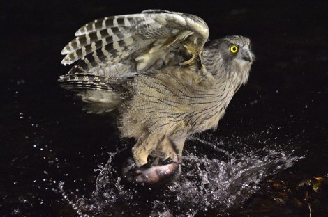 Blakiston's fish owl