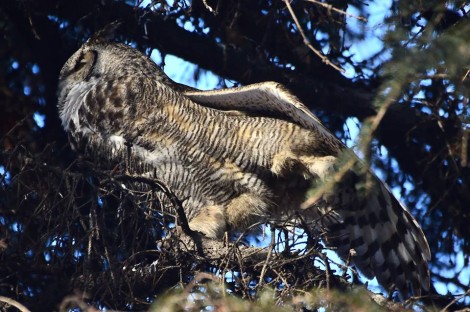 Great Horned Owl 3